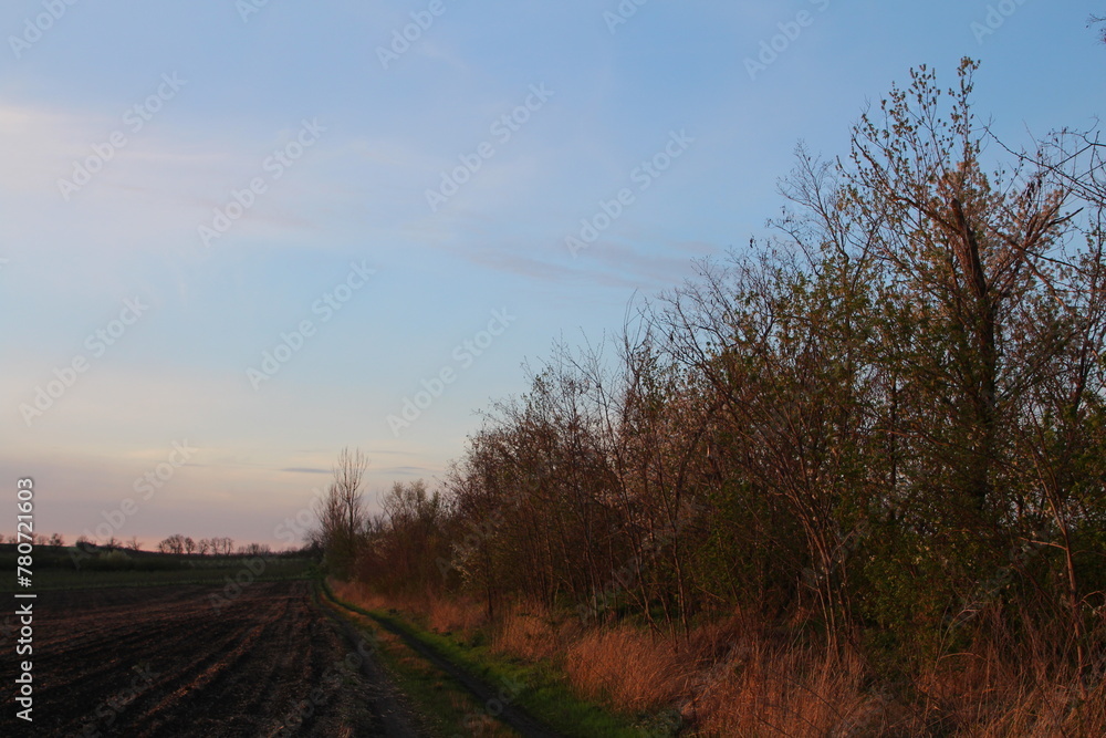 A dirt road with trees and grass A dirt road with trees and grass
