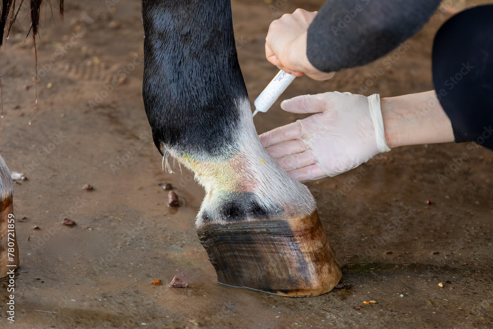 Fototapeta premium Treatment of horse leg pastern with mud fever in pastern. Lubrication antibacterial ointment for medication.