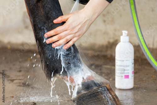 Washing with antibacterial soap horse leg with mud fever in pastern, caused by an infection of the skin by the bacteria Dermatophilus congolensis, which often occurs in muddy and wet paddocks. photo