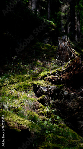 Nel bosco delle Dolomiti