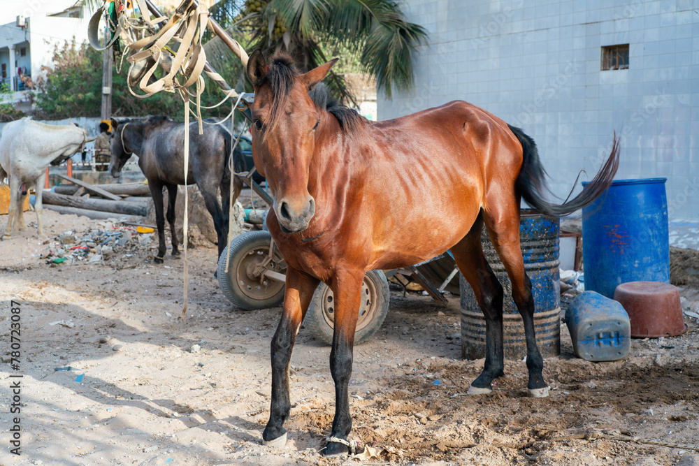 cheval de trait au repos dans un quartier de Dakar au Sénégal en Afrique cheval de trait au repos dans un quartier de Dakar au Sénégal en Afrique