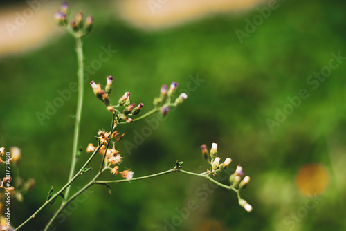 The leaves of Ageratum conyzoides grow symmetrically, ovoid or three-sided, 2–6 cm long, 1–3 cm wide, with rounded serrated edges, both sides are hairy