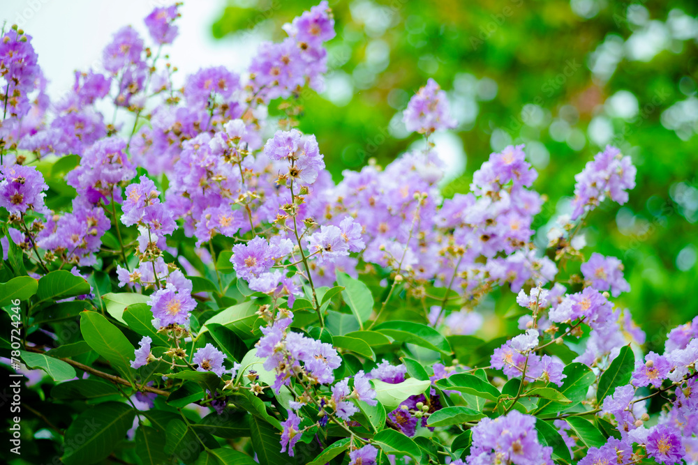 Lagerstroemia floribunda or Thai crape myrtle flowers at the top of the tree with blue clear sky. Lagerstroemia floribunda flower with cloudy blue sky Lagerstroemia floribunda or Thai crape myrtle flowers at the top of the tree with blue clear sky. Lagerstroemia floribunda flower with cloudy blue sky