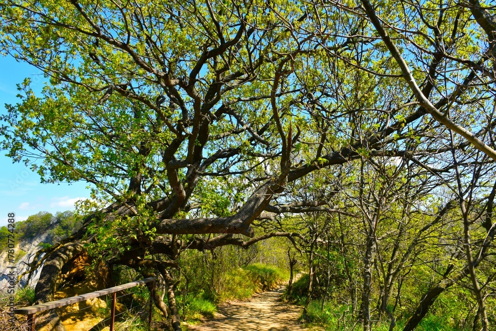 Pubescent oak (Quercus pubescens) above a trail in Strunjan nature reserve on the Slovenia coast