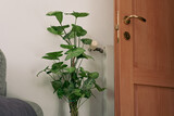 Pianta Anthurium Magnificum disposta in un vaso nel salotto nella stanza dell'appartamento della camera da pranzo