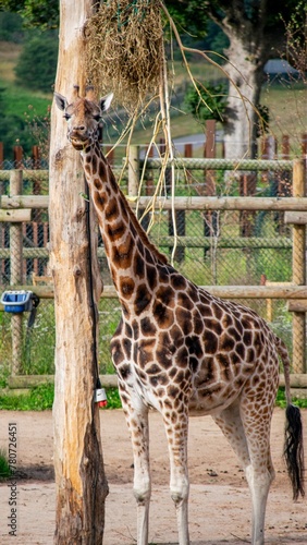 Photography Giraffe At The Safari