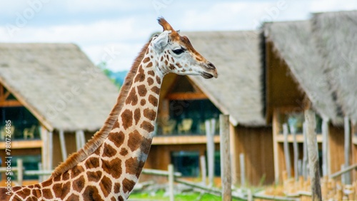 Photography Giraffe At The Safari