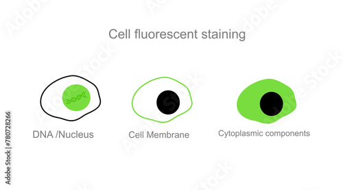The staining position of target cells for Cell fluorescent staining : DNA or Nucleus, Cell membrane and Cytoplasmic component.