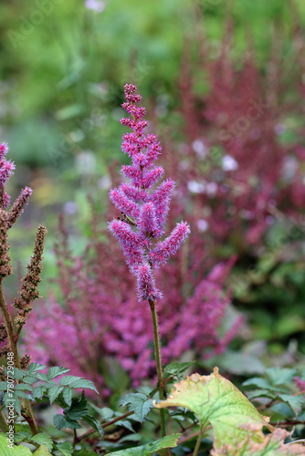Pink Astilbe flowers in close up