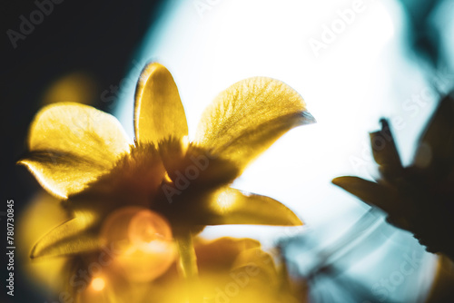 Close-up of flowers blooming outdoors, Cropped hand holding white orchid, Close-up of plant in vase,Close-up of pink orchids against clear blue sky. Cropped hand picking food from plate, 