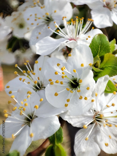 flowers, flowering trees, fruit trees, spring garden, blooming garden, national park, Belovezhskaya Pushcha photo