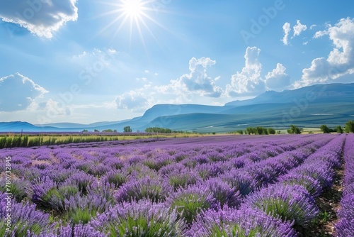 Lavender fields with mountain backdrop under sunny sky wallpaper 