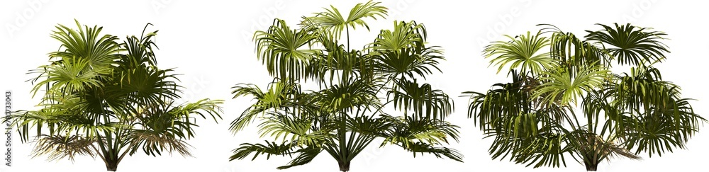 dwarf rock palm hq arch viz cutout palmtree plants