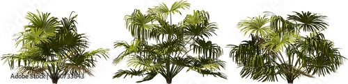 dwarf rock palm hq arch viz cutout palmtree plants