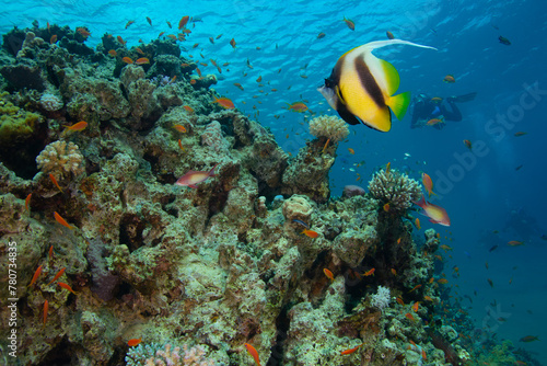 Underwater landscape with a bannerfish and divers in the background