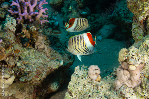 Fototapeta Naklejka Na Ścianę i Meble -  Redback butterflyfish on the reef background