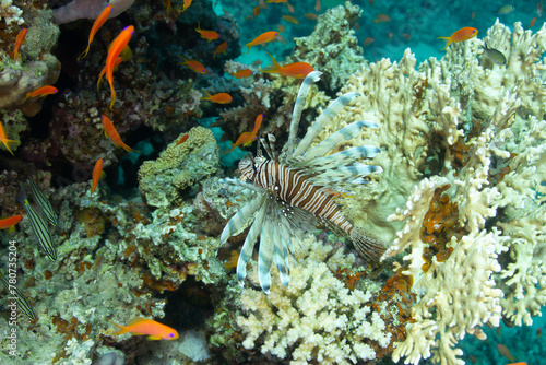 A lionfish hunting among corals