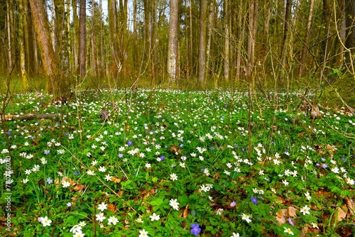 White wood anemone (Anemone nemorosa) flowers covering the forest ground