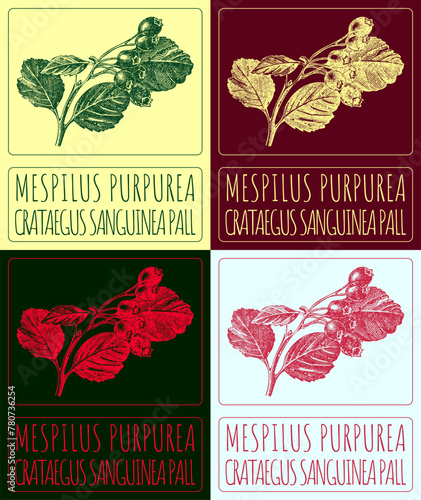 Set of vector drawing MESPILUS PURPUREA in various colors. Hand drawn illustration. The Latin name is CRATAEGUS SANGUINEA PALL.