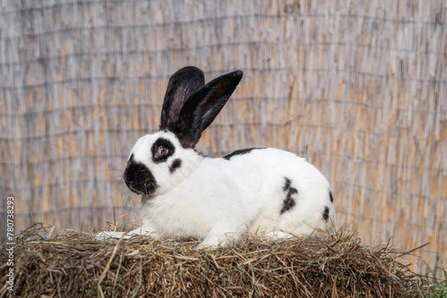 Strokach white with black spots Checkerd Gigantic - large rabbit rabbit sits on a haystack on sunny day before Easter photo