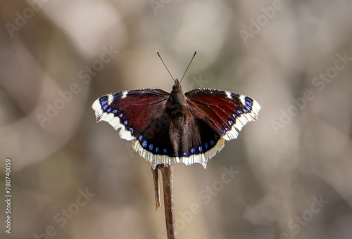 Close-up of a Nymphalis antiopa butterfly with open wings sitting on a stick photo