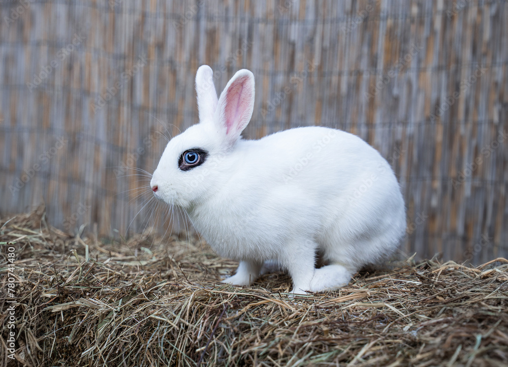 White hotot medium rabbit sitting on a hay before Easter