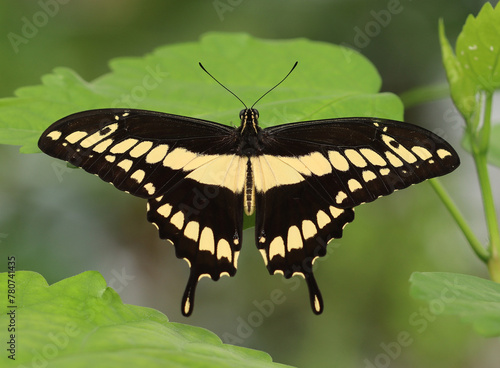 Königs-Schwalbenschwanz - King swallowtail