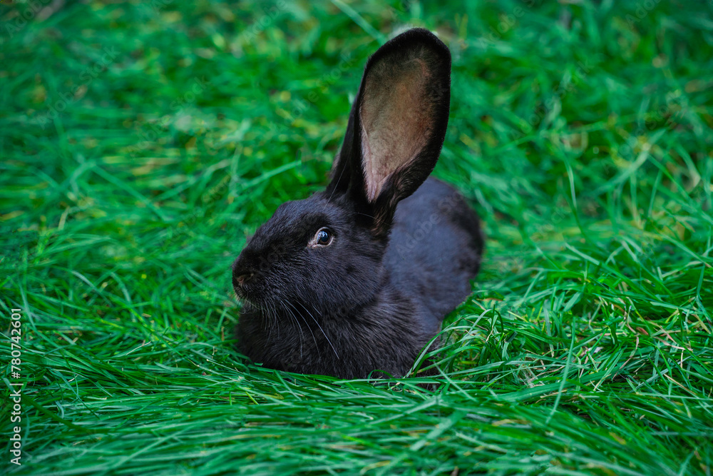 Fototapeta premium Black giant Flanders medium sized rabbit lies on a green grass