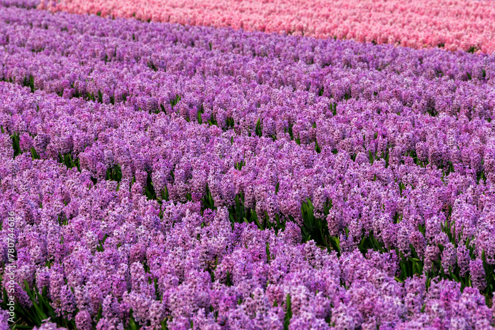 Colourful hyacinth fields in full bloom in the Netherlands near the town of Egmond