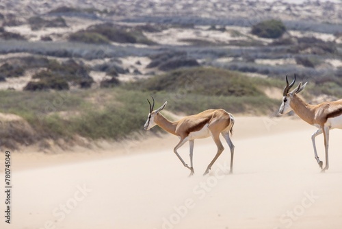 Picture of two springboks with horns in on a sand dune in Namib desert in Namibia photo