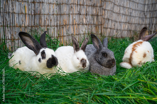 Strokach white with black spots Checkerd Gigantic, with red spots, Big light silver and Rex siamese - large rabbit rabbit sits on a green grass on sunny day before Easter photo