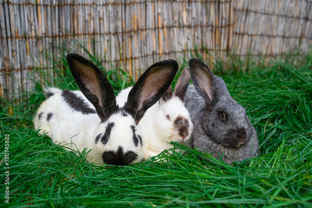 Strokach white with black spots Checkerd Gigantic, Big light silver and Rex siamese - large rabbit rabbit sits on a green grass on sunny day before Easter