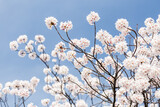 White cherry blossoms in front of blue sky