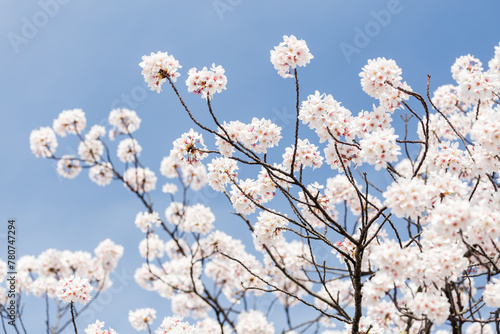 White cherry blossoms in front of blue sky
