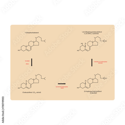 Diagram showing biosynthesis of active form of vitamin D - Calcitriol - via the kidneys and the liver - schematic molecular strcuture chemical illustration.