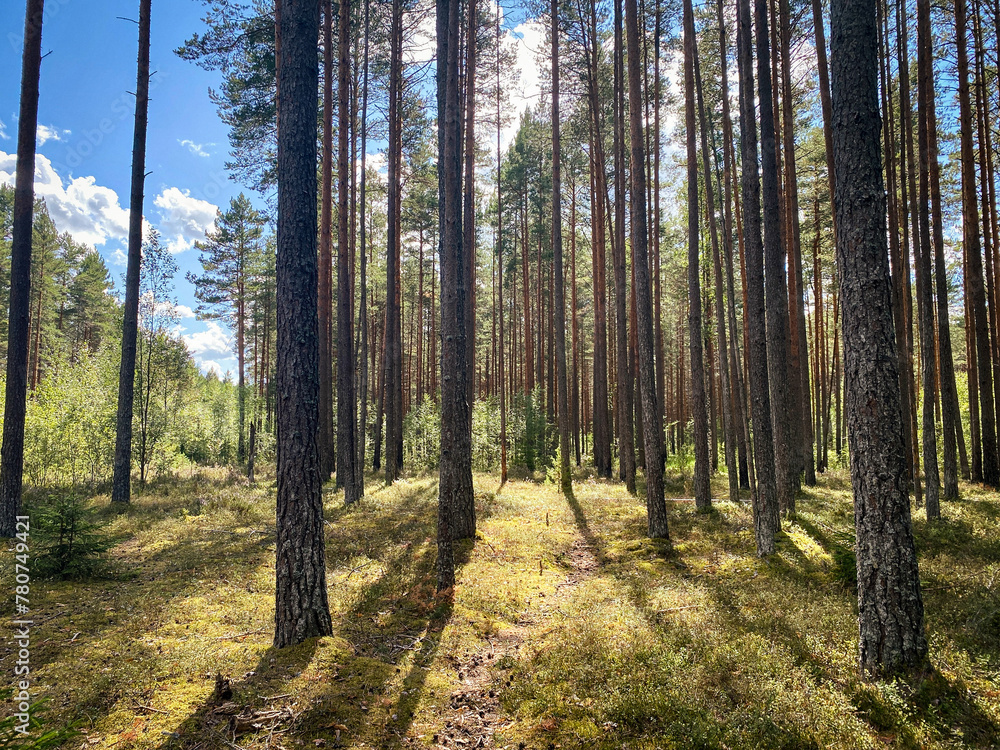 Fototapeta premium Forest glade, pine trees, sun, summer day.