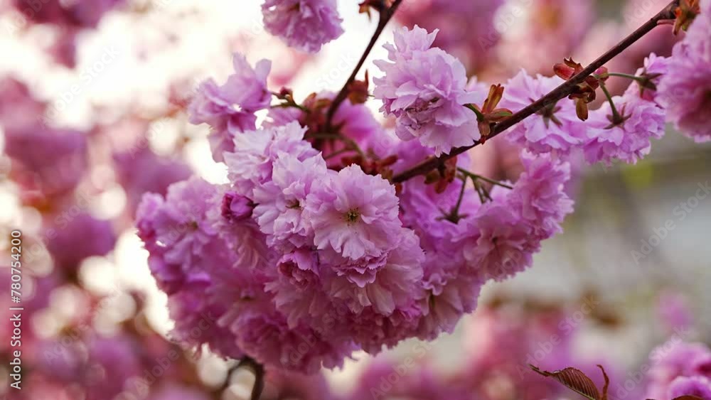 Blossoming cherry branches on bright sunny day in spring park in Prague in sunset time. Blossoming cherry branches on bright sunny day in spring park in Prague in sunset time.