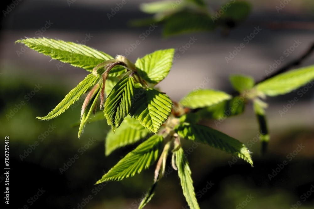 growing fresh,new leaves of Carpinus betulus tree close up growing fresh,new leaves of Carpinus betulus tree close up