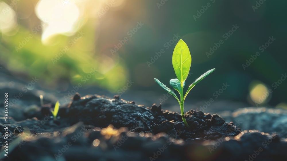 Small Green Plant Sprouts From Ground Small Green Plant Sprouts From Ground