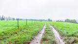 Farm Gate Field Trees Rain Mist Dirt Track