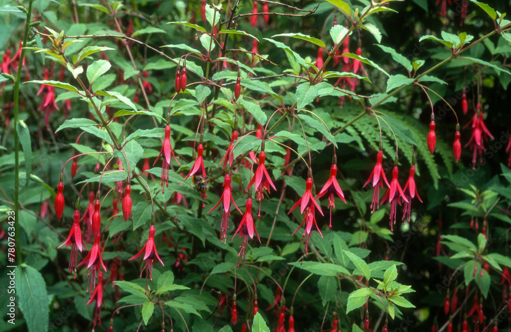 Fuchsia, fuchsia magellanica lam 'Gracillis Bailey'