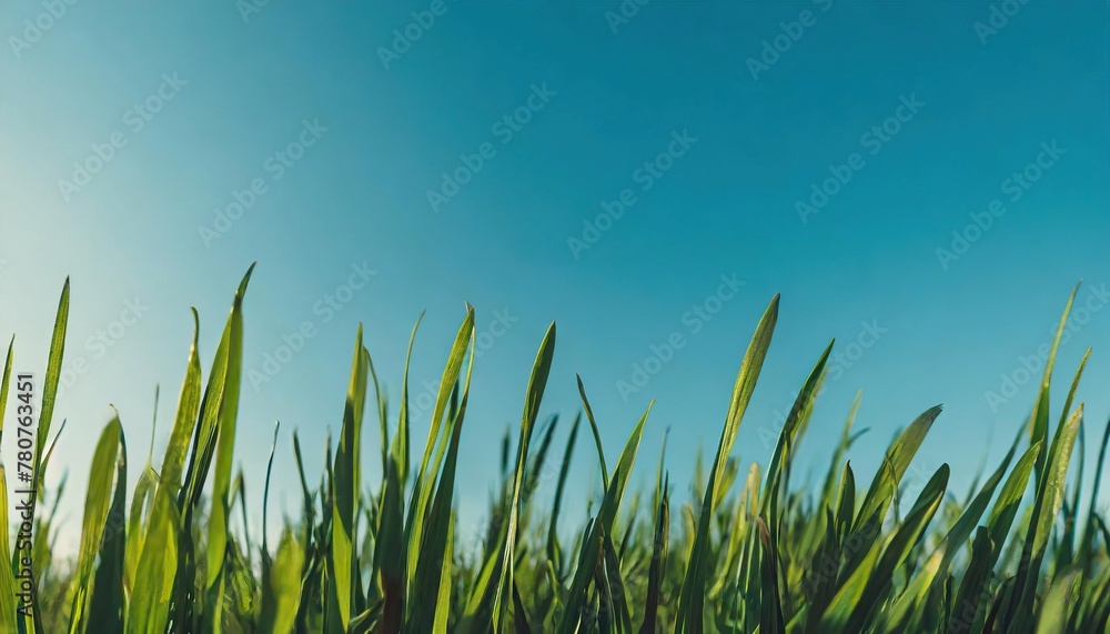  Green grass on blue clear sky, spring nature theme. Panorama 