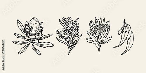 Line art Australian flowers. Banksia seed pod, wattle, protea, eucalyptus
