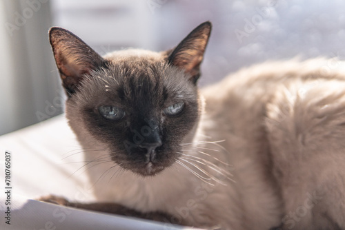Close-Up of a Siamese Cat in Sunlit Room