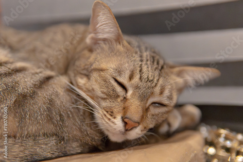 Tabby Cat Sleeping Soundly on a Cozy Surface