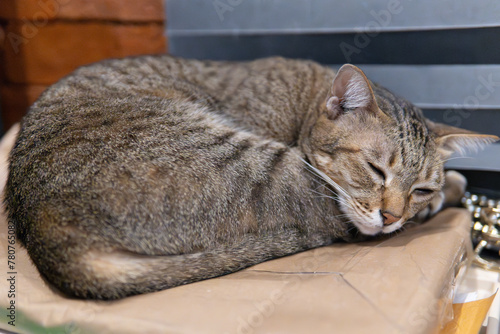 Tabby Cat Napping Peacefully on a Table