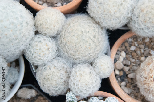 Mammillaria Cactus Variety Clustered in Garden Pots