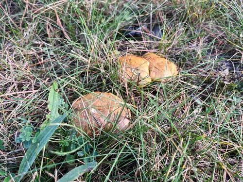 Boletus edible mushroom in autumn grass, seasonal natural background, forest mushrooms picking closeup, selective focus top view image © Contes de fée 