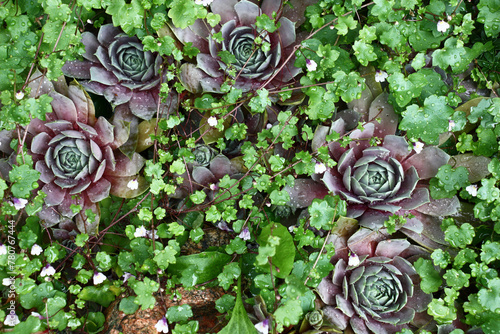 Large sempervivums and the blossoming cymbalaria muralis grow together.Plants in water drops after a rain.