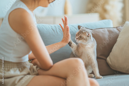 Woman and cute Scottish fold cat raising paw giving a high five at home. handshake, pet lover concept
